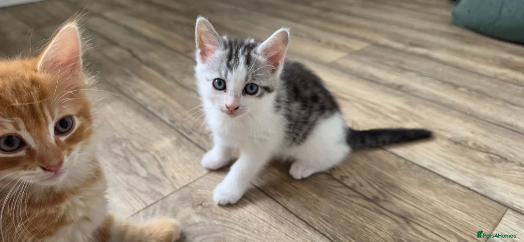 Mixed Breed cats for sale: Maine coon kittens available - Advert 1