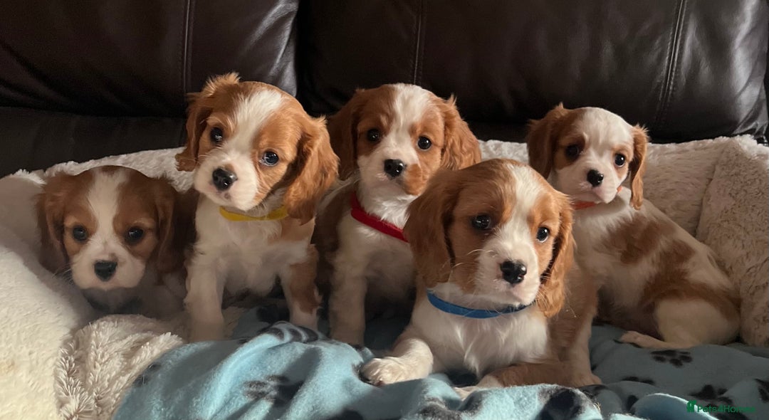 Cavalier King Charles Spaniel dogs for sale: Stunning cavalier King Charles boys - Advert 1