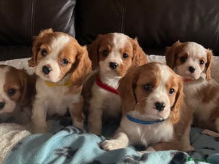 Cavalier King Charles Spaniel dogs Stunning cavalier King Charles boys - Advert 13