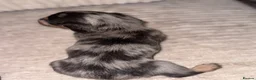 Miniature Dachshund dogs for sale: Miniature long haired dachounds  - Advert 12