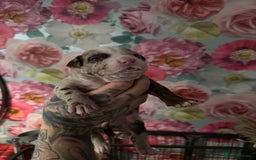American Bully dogs for sale: American Bully Pups - Image 7