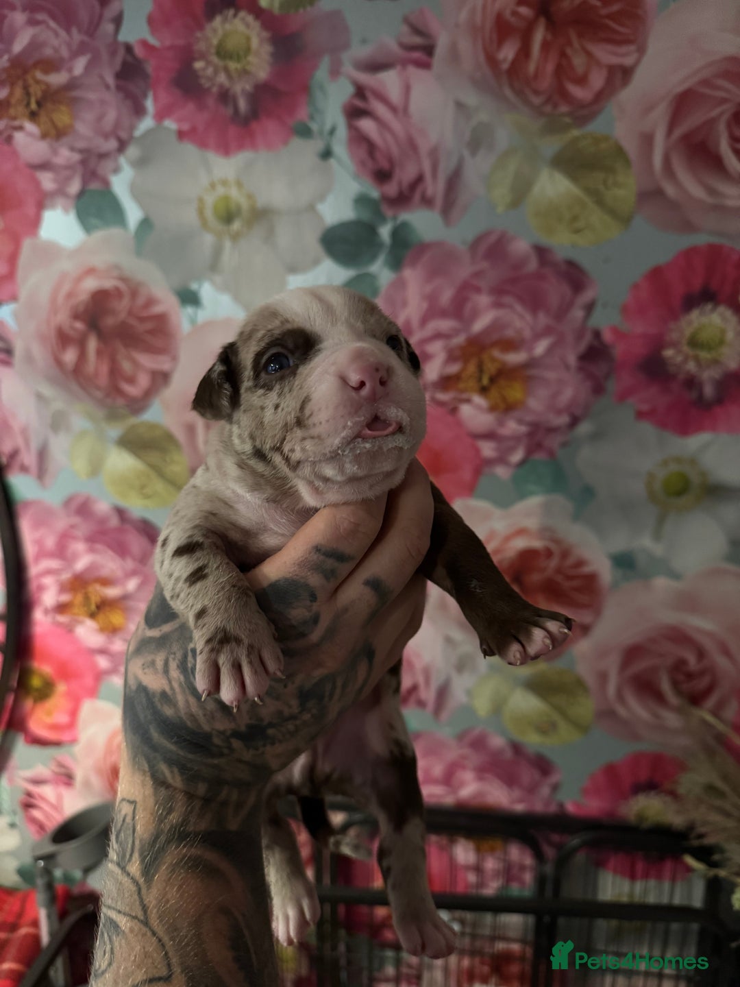 American Bully dogs for sale: American Bully Pups - Image 7