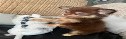 Chihuahua dogs for sale: Chihuahua puppies Russian ancesry with apple head  - Advert 30
