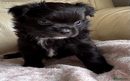 Chihuahua dogs for sale: 3 long haired Chihuahua puppies - Image 7