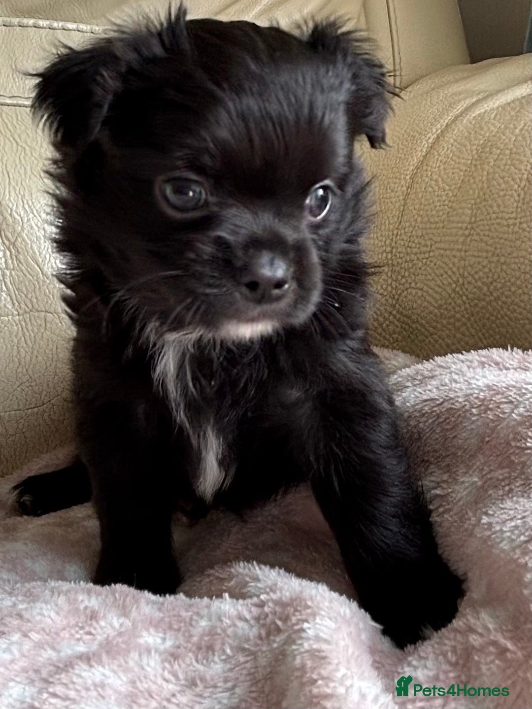 Chihuahua dogs for sale: 3 long haired Chihuahua puppies - Image 7