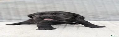 Cocker Spaniel 1