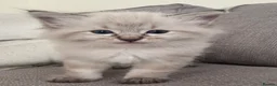 Ragdoll cats for sale: ✨ READY SOON ✨ Ragdoll Siberian Kittens - Advert 33