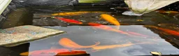 Koi Carp fish for sale: Koi carp x 4 1 grass carp 2 tri goldfish 7 fish  - Advert 7
