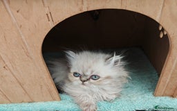 Persian cats for sale: Persian boy and girl  - Image 4