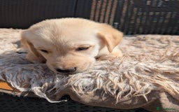 Mixed Breed dogs for sale: Golden Shepherd Puppy female  - Image 2