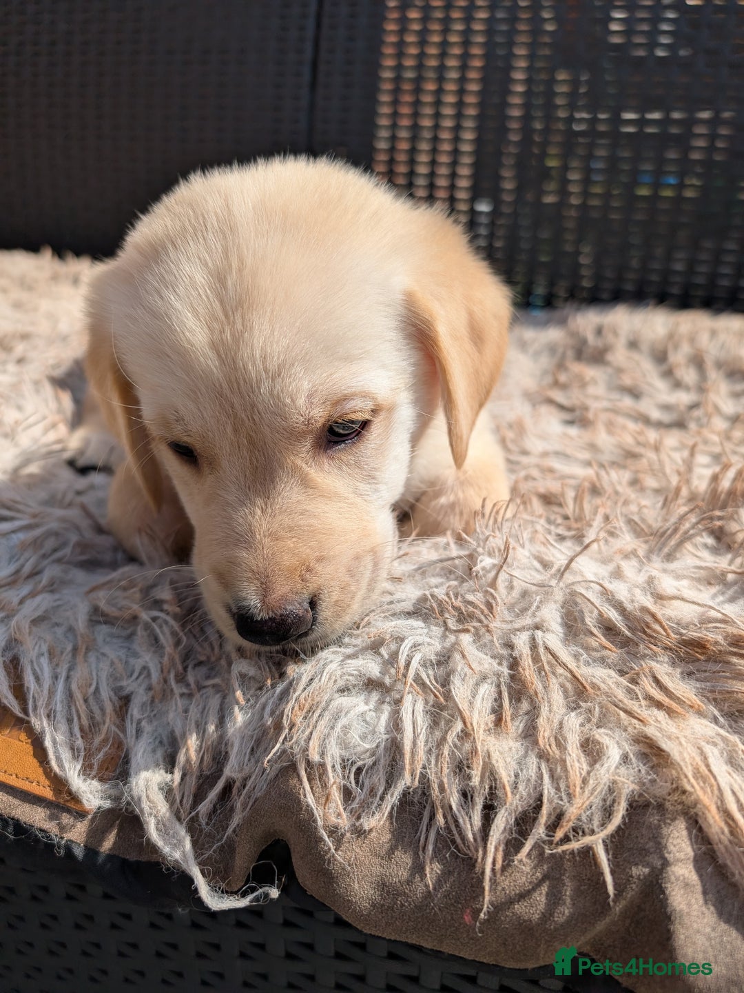 Mixed Breed dogs for sale: Golden Shepherd Puppy female  - Image 2