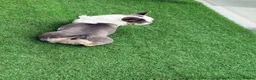 French Bulldog dogs for sale: Stunning Husky Blue French Bulldog Female - Advert 9