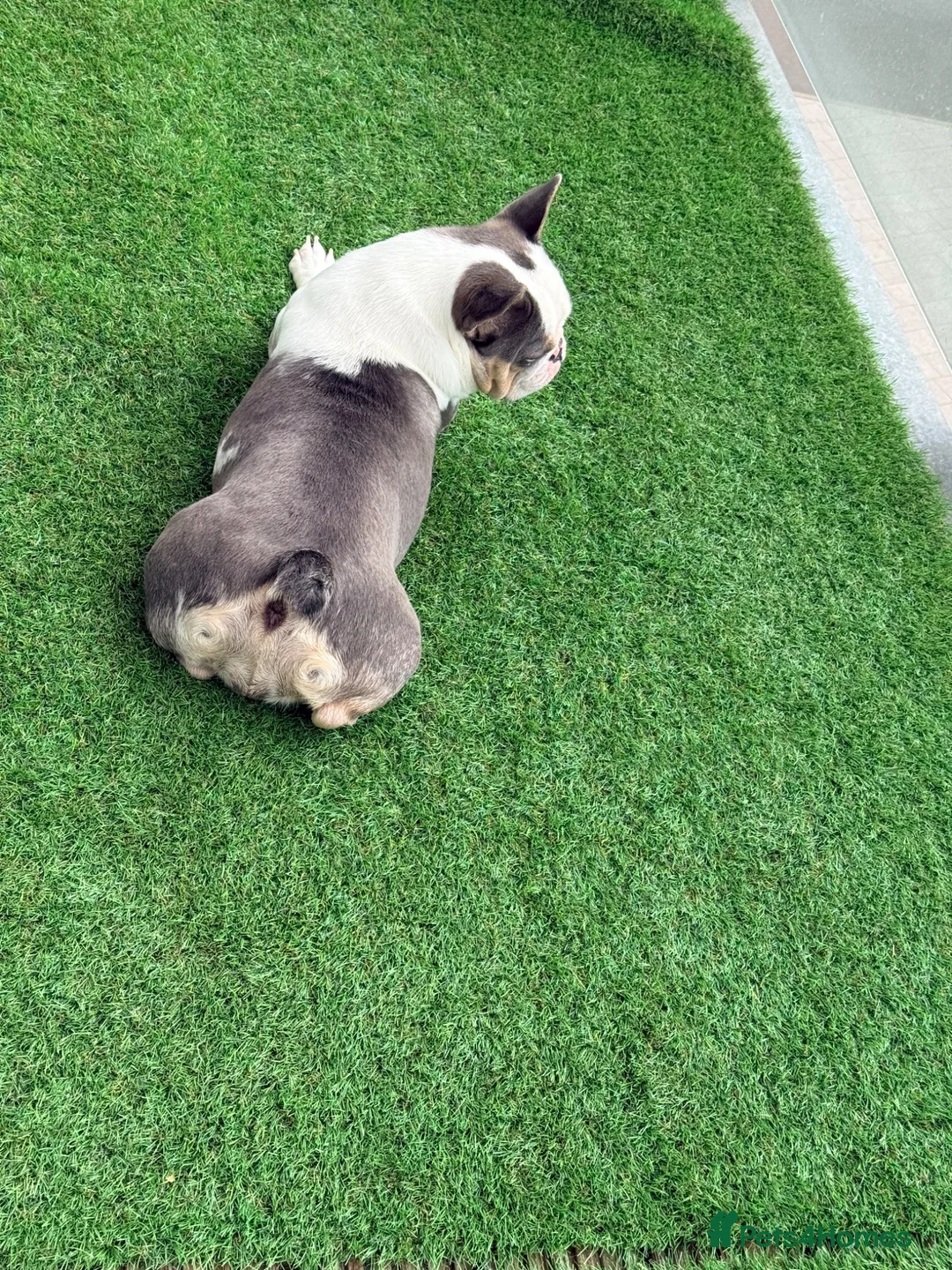 French Bulldog dogs for sale: Stunning Husky Blue French Bulldog Female - Advert 9