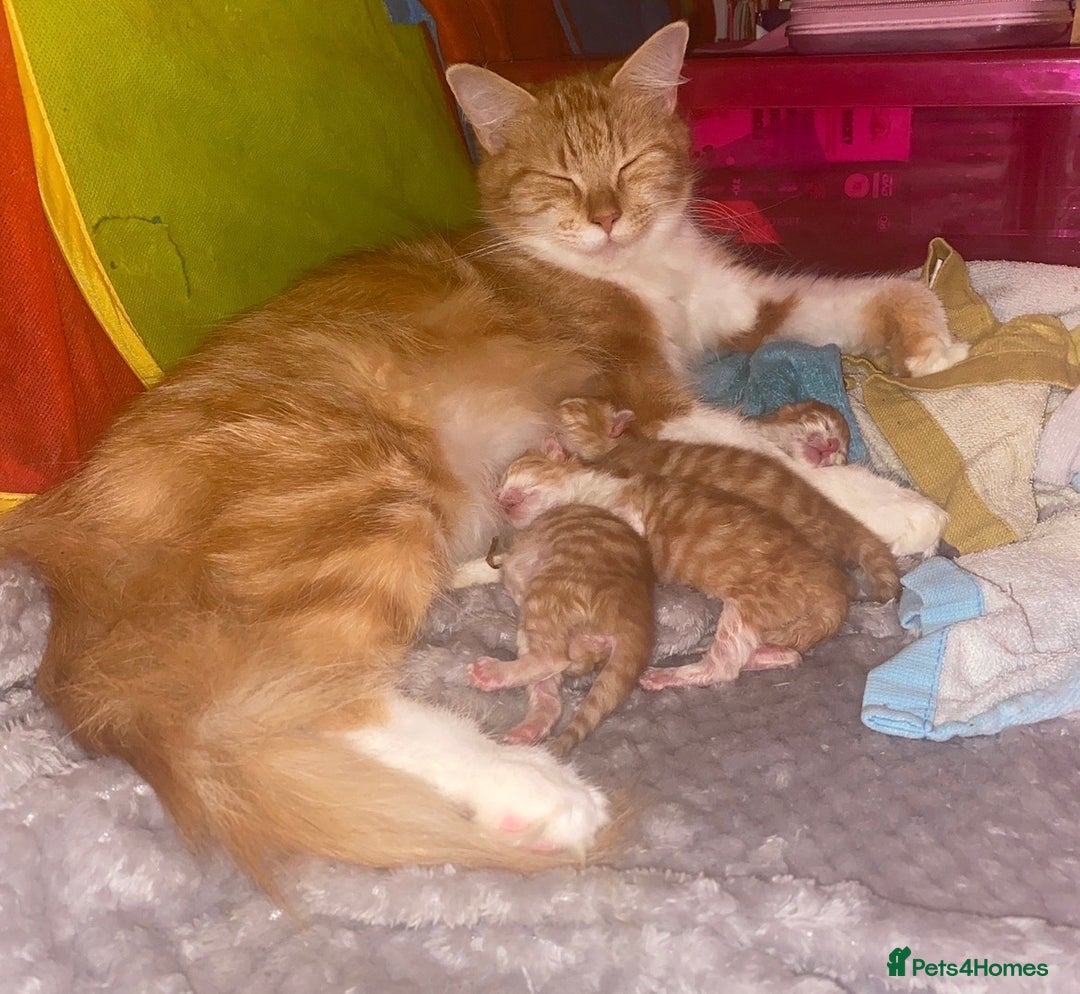 Mixed Breed cats for sale: Sammy and Tammy  - Advert 7