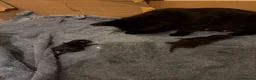 Havana Brown cats for sale: Kittens  - Advert 1