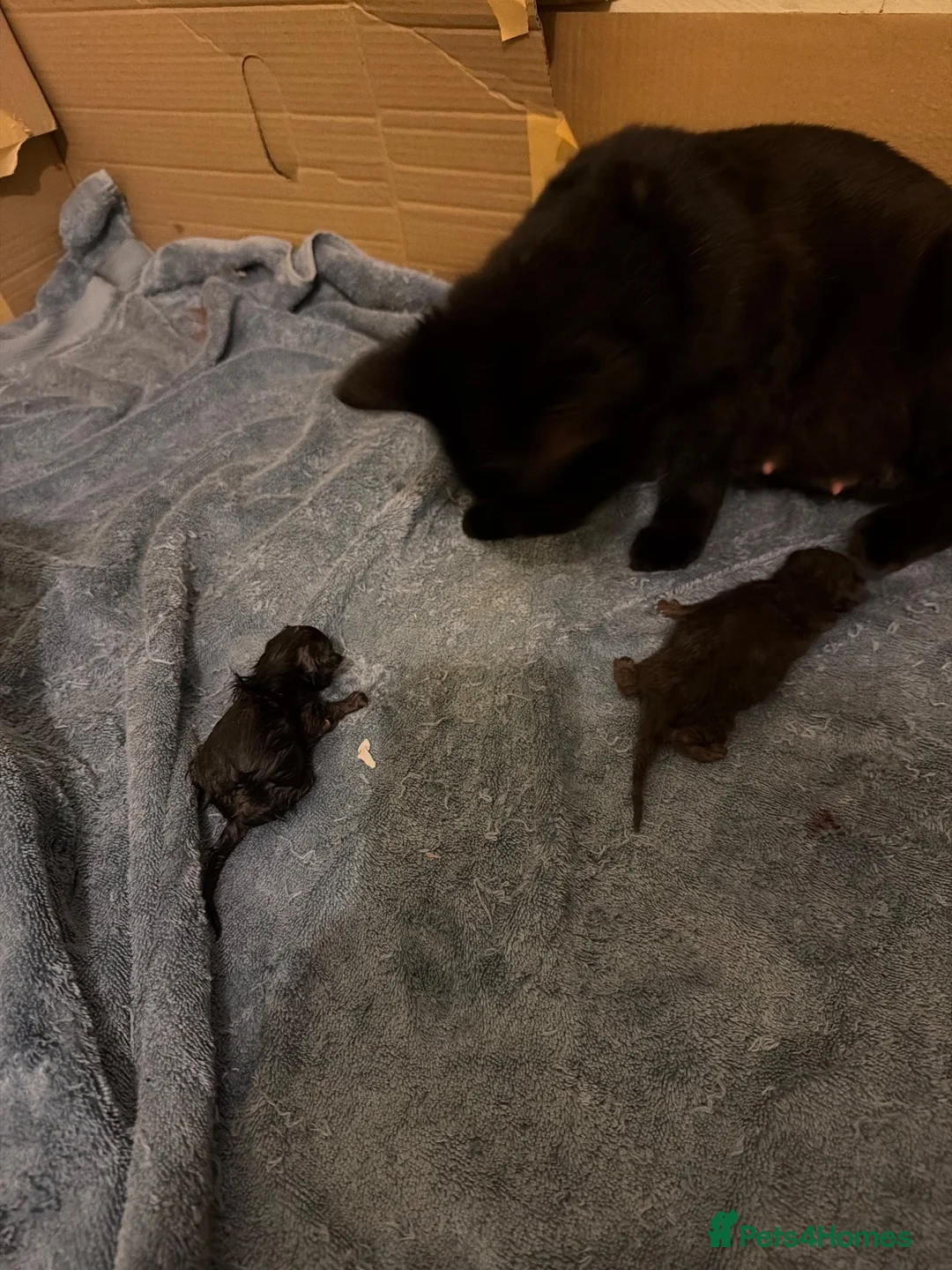 Havana Brown cats for sale: Kittens  - Advert 1