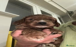 Irish Doodle dogs for sale: Gorgeous Miniature F1 Irish Doodles - Image 37