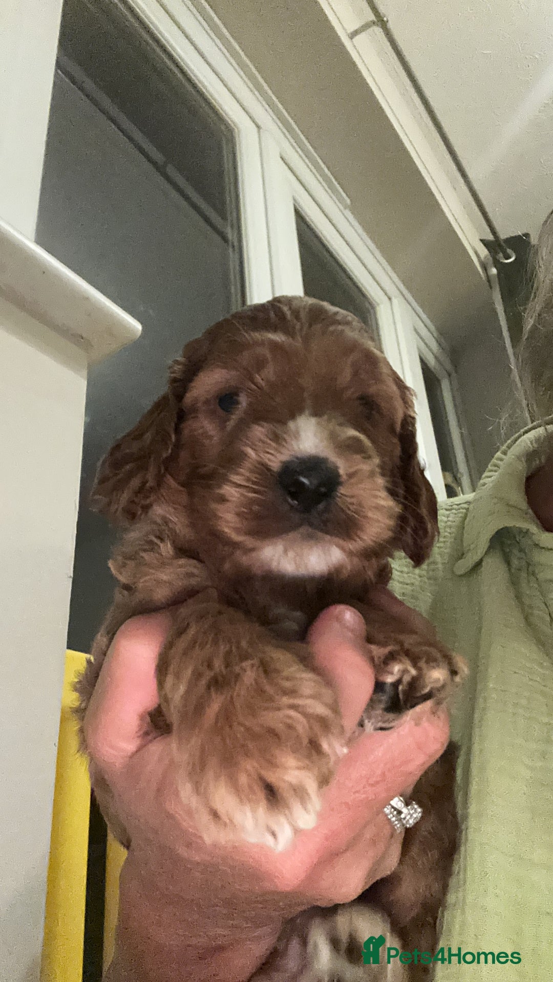 Irish Doodle dogs for sale: Gorgeous Miniature F1 Irish Doodles - Image 37