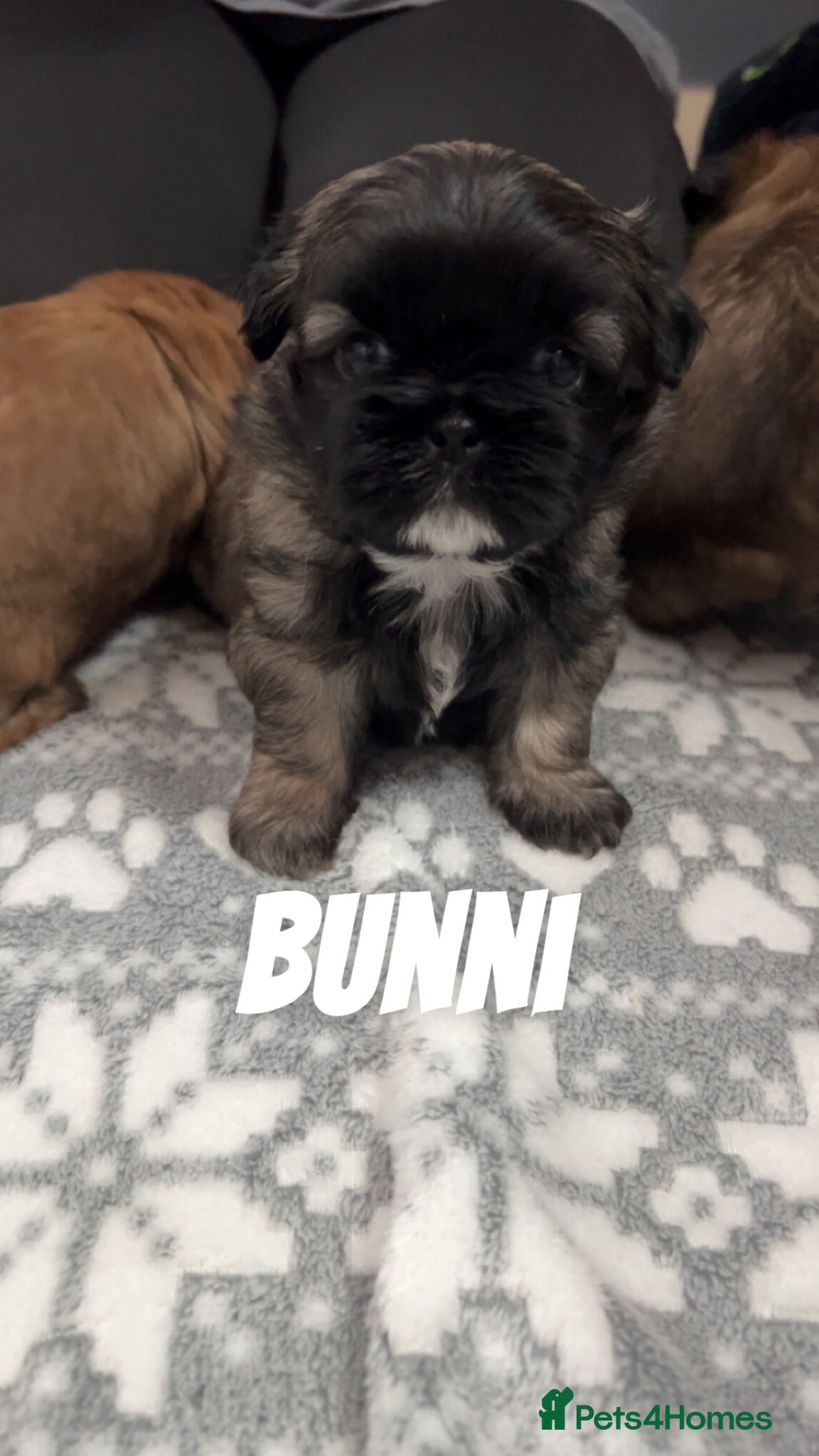 Shih Tzu dogs Imperial Shih tzu puppies  - Advert 5