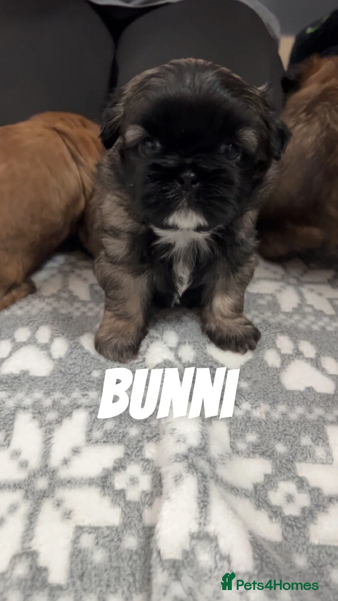 Shih Tzu dogs for sale: Imperial Shih tzu puppies  - Advert 1