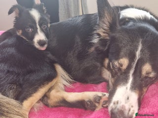 Border Collie dogs Stunning little litter of border collies - Advert 1