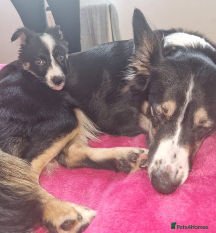 Border Collie dogs Stunning little litter of border collies - Advert 1