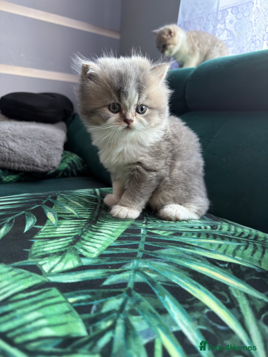 British Shorthair cats for sale: British long-haired and short-haired cats - Advert 10