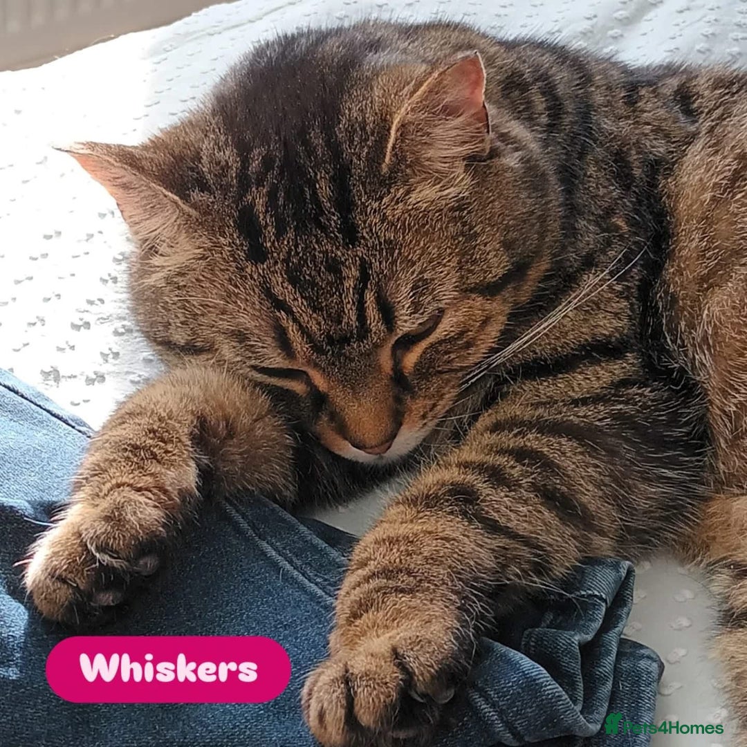 Domestic Shorthair cats for adoption: Whiskers, 12 year old female neutered  - Image 2