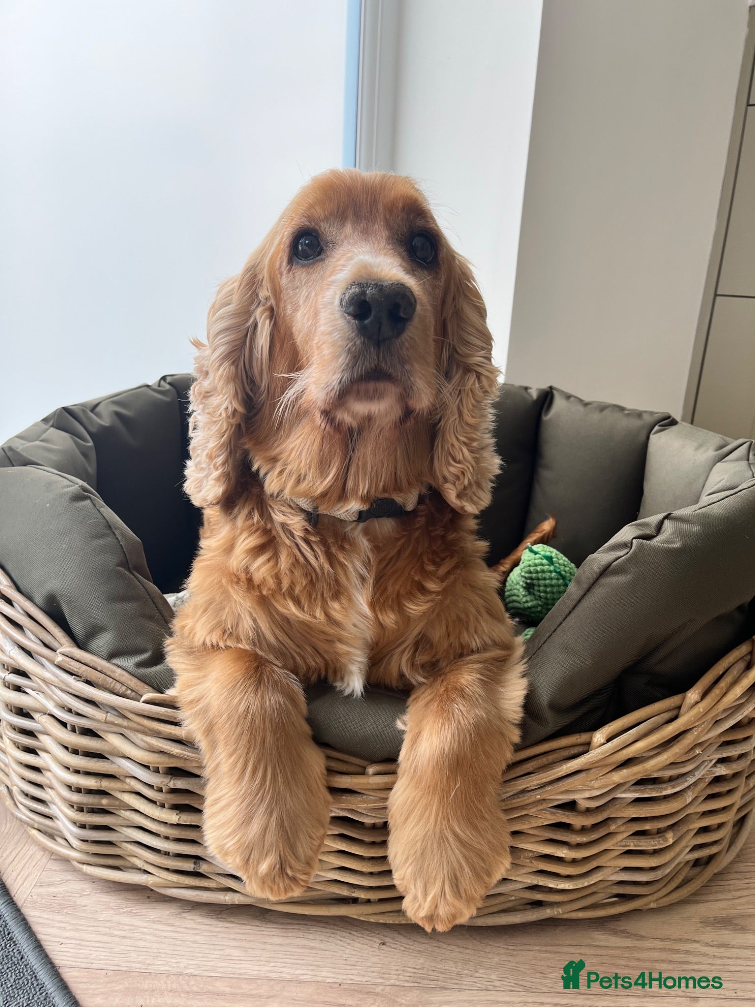 Cocker Spaniel dogs Ralph  - Advert 1
