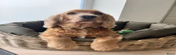 Cocker Spaniel dogs for stud: Ralph  in Driffield - Advert 1