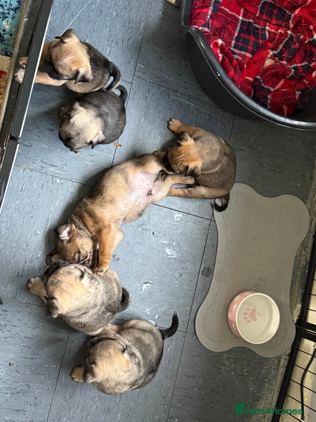 Pug dogs for sale: Pug puppies *READY NOW!!* - Image 23