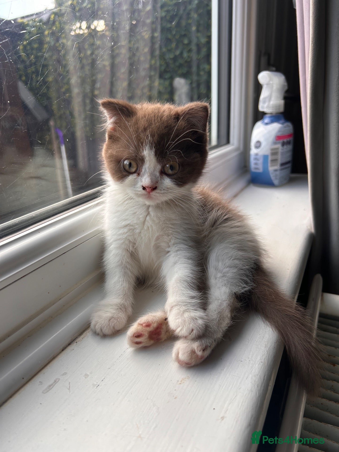 Scottish Fold cats CINNOMON AND WHITE BI-COLOUR FEMALE  - Advert 13