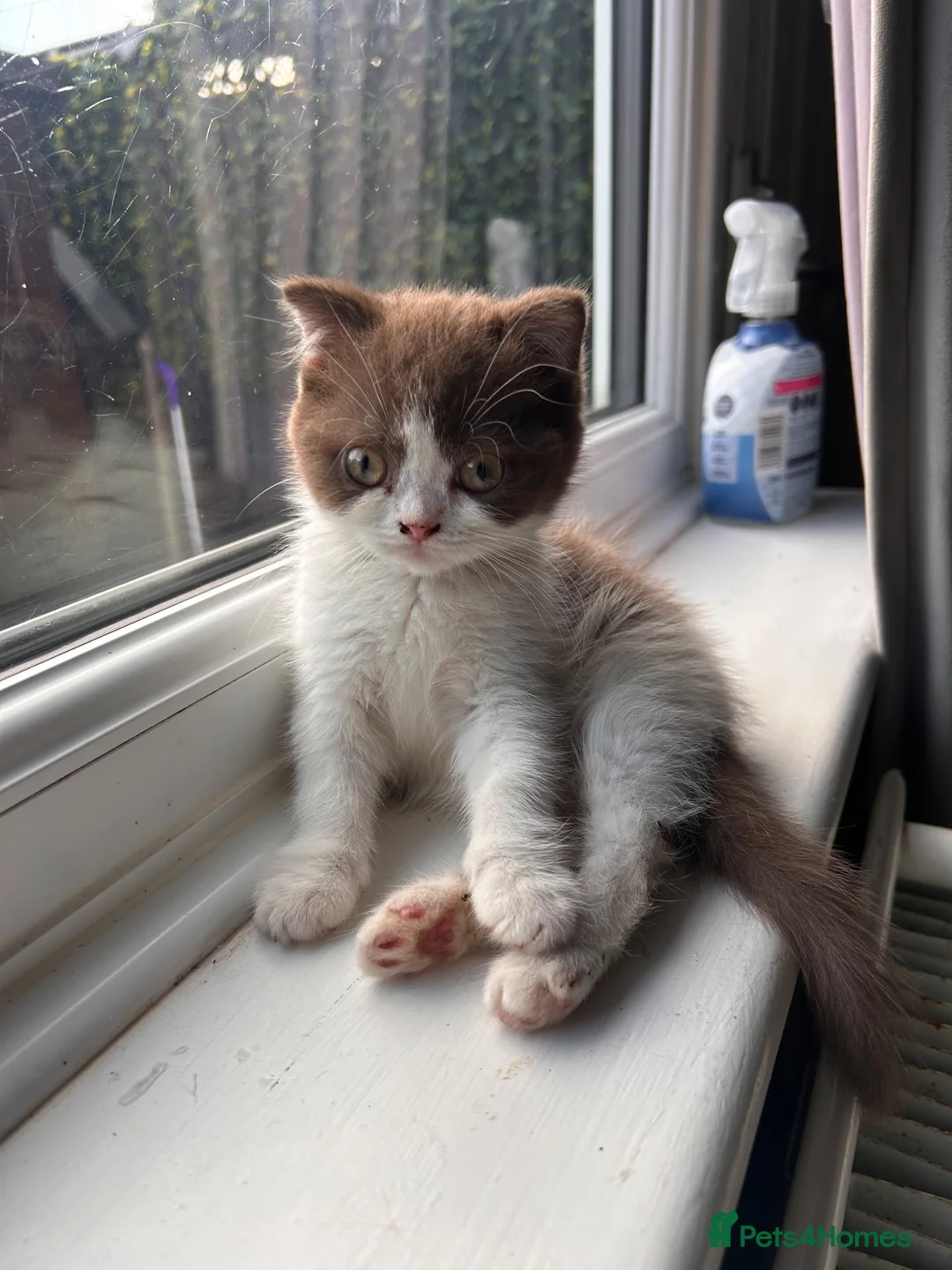 Scottish Fold cats for sale: CINNOMON AND WHITE BI-COLOUR FEMALE  - Advert 1