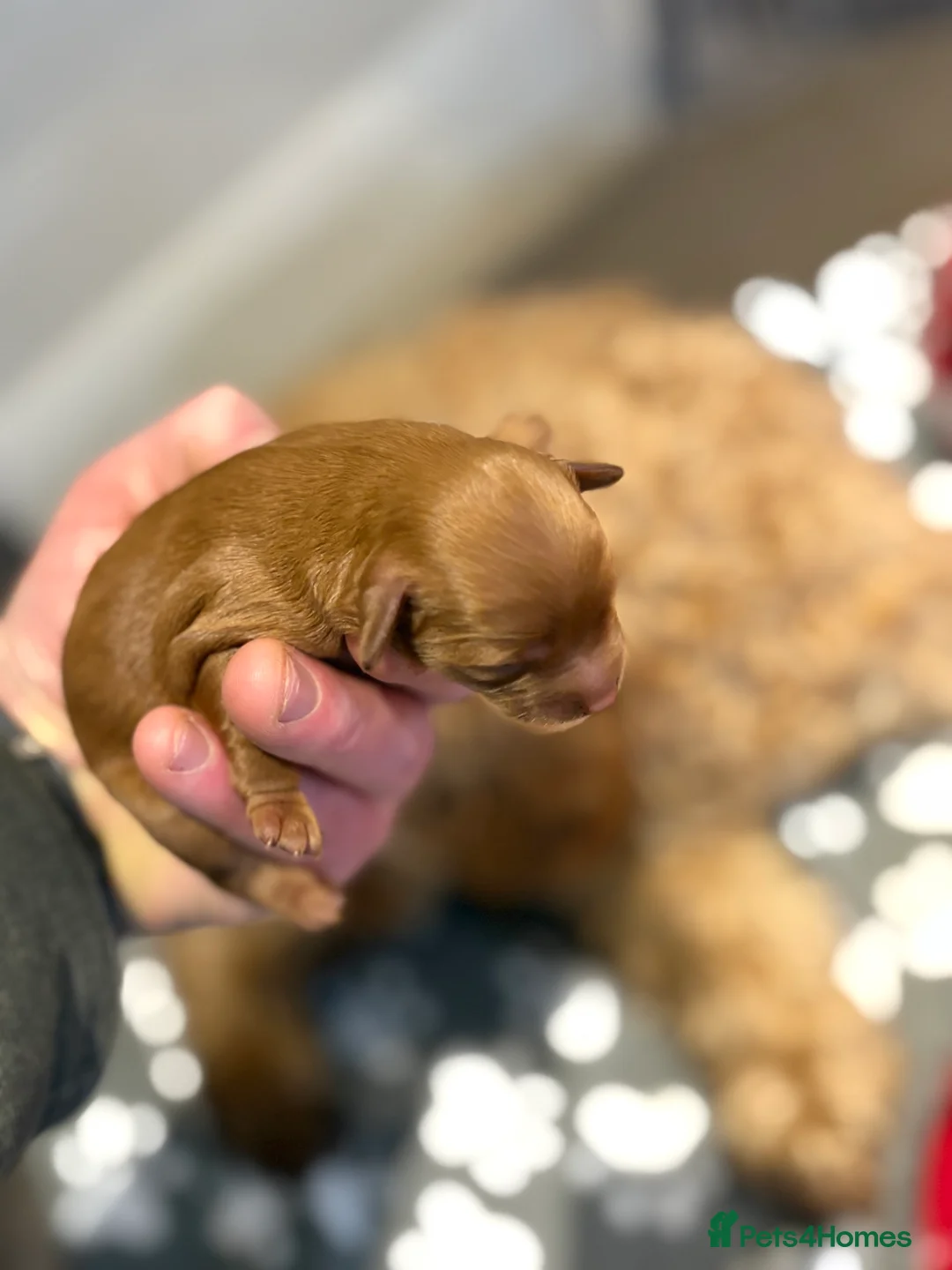 Cockapoo dogs for sale: Beautiful miniature F1B cockapoo  - Advert 15