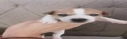 Jack Russell dogs for sale: 3x beautiful miniature Jack Russell Terriers - Advert 12