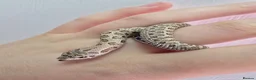 Snake reptiles for sale: Baby Western hognoses CB 26 From £80 - Advert 7