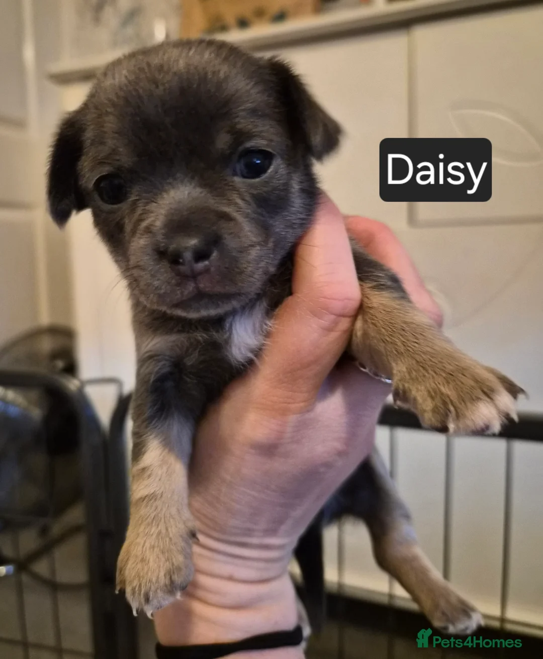 Chihuahua dogs for sale: Chihuahua Girl - Advert 1