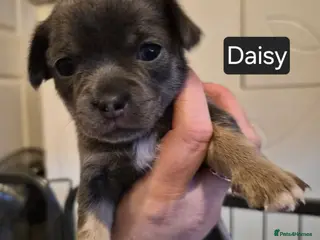 Chihuahua dogs Chihuahua Girl - Advert 15