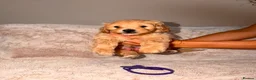 Maltipoo dogs for sale: Maltipoo Male Puppies in Glasgow - Advert 12