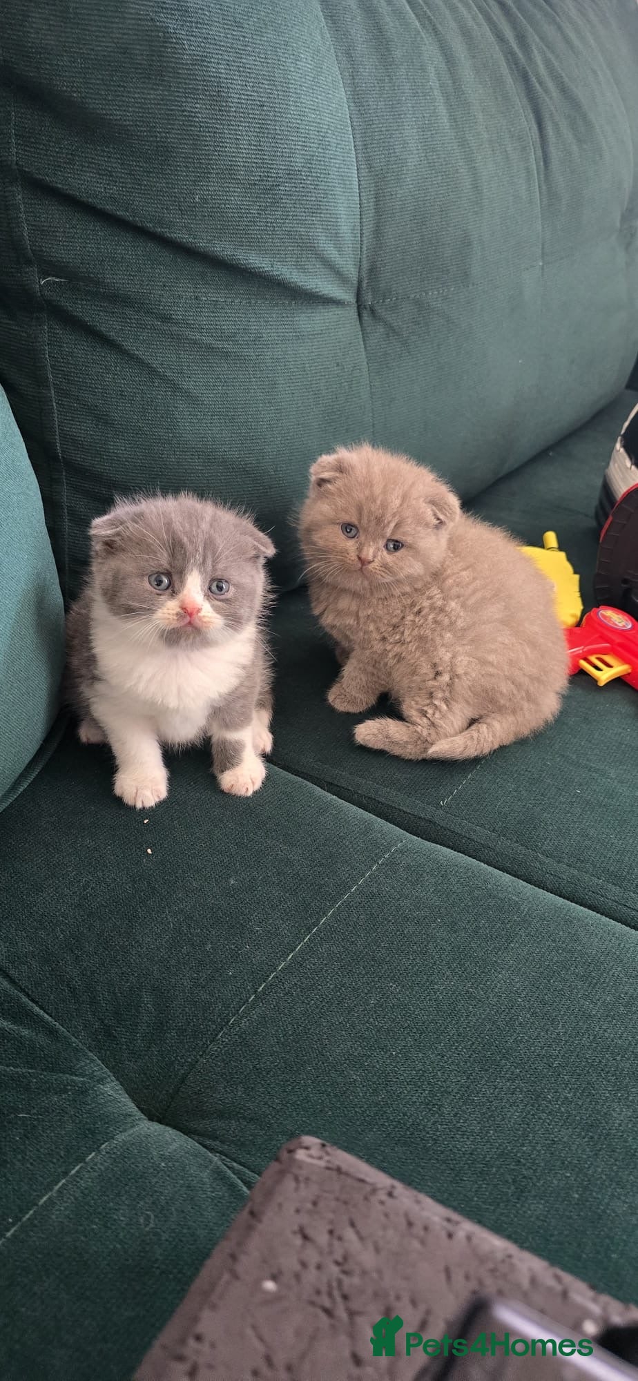 Scottish Fold cats For sale Scottish fold  kittens. 700£ or 600 - Advert 10