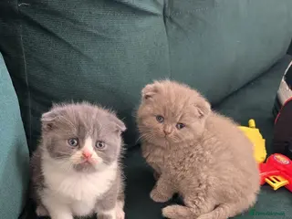 Scottish Fold cats For sale Scottish fold kittens. 700£ or 600 - Advert 10