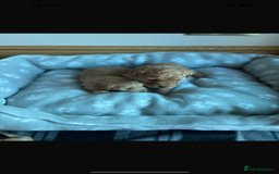 Cockapoo dogs for sale: Stunning litter of Cockerpoos - Image 11