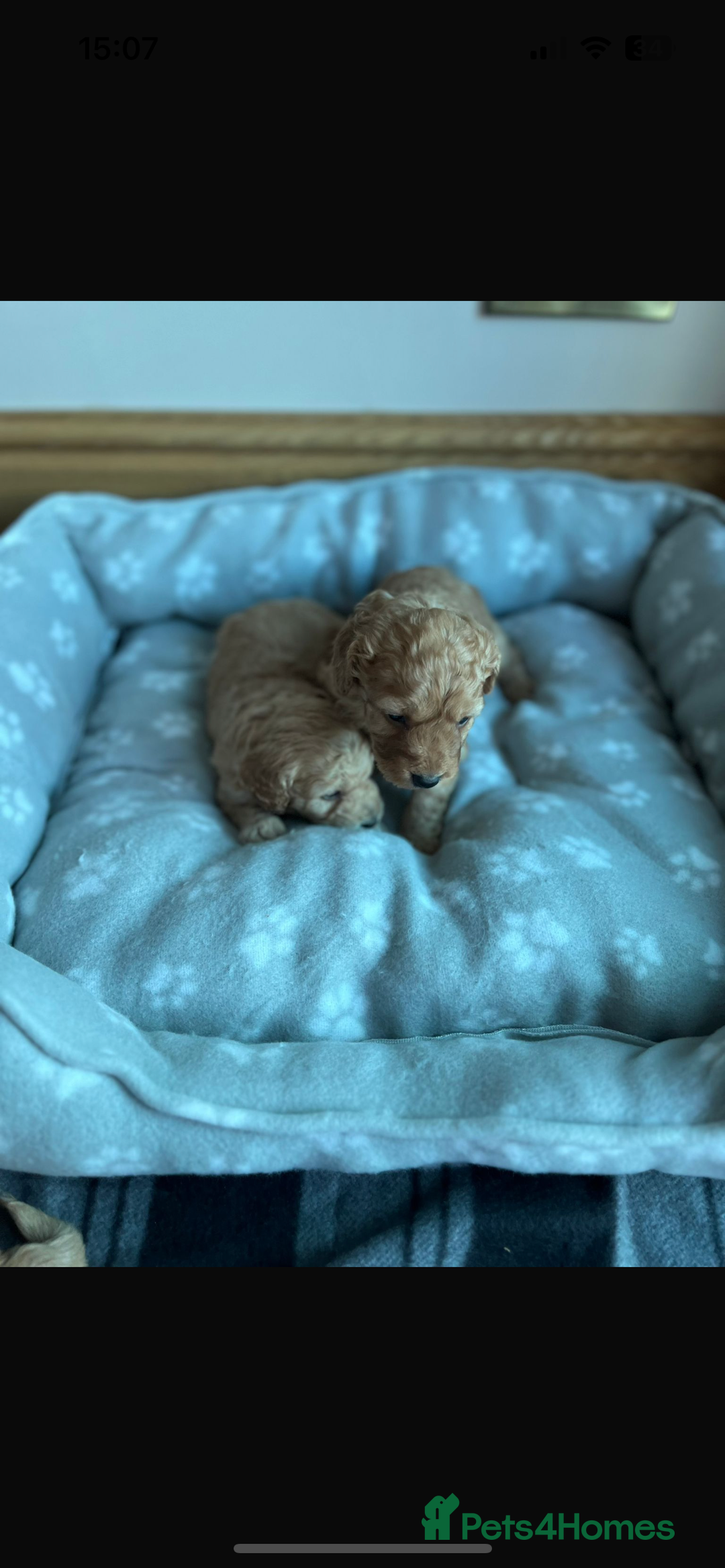 Cockapoo dogs for sale: Stunning litter of Cockerpoos - Image 11