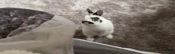 Dwarf Hotot rabbits for sale: Male Dwarf hotot rabbit in Scarborough - Advert 4