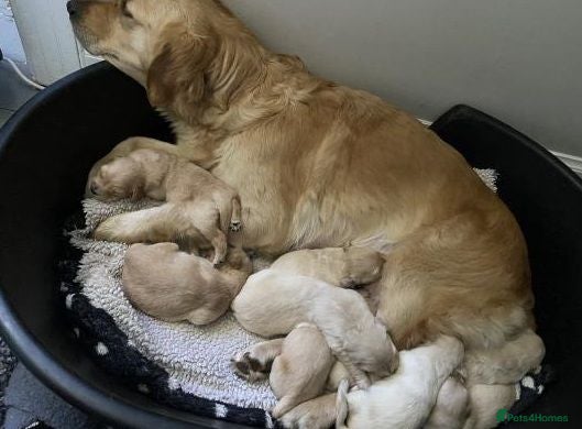 Golden Retriever dogs Golden Retriever Puppies Available - Advert 5