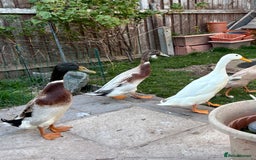 Ducks poultry for sale: Three male runners  - Image 1