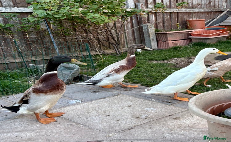 Ducks poultry - Advert 3