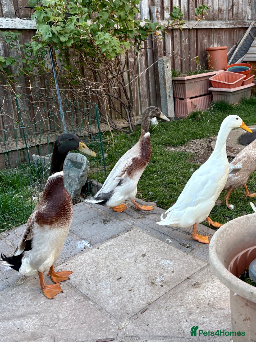 Ducks poultry for sale: Three male runners  - Image 1