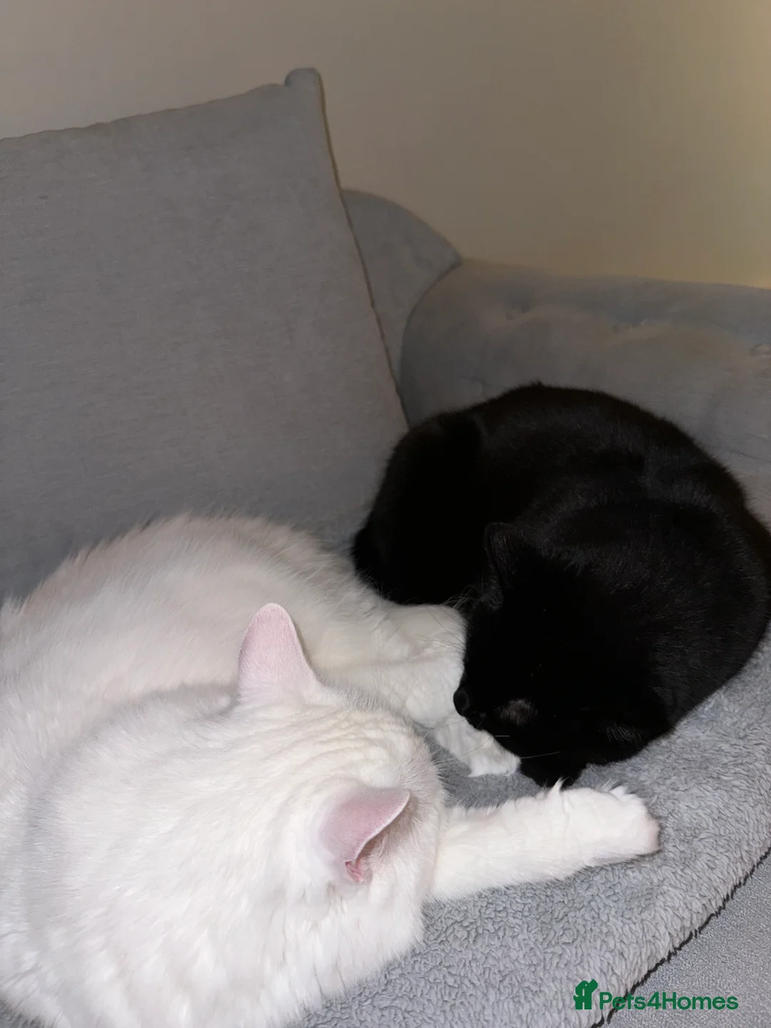 Turkish Angora cats for sale: 2 adult kitties male and female  - Advert 3