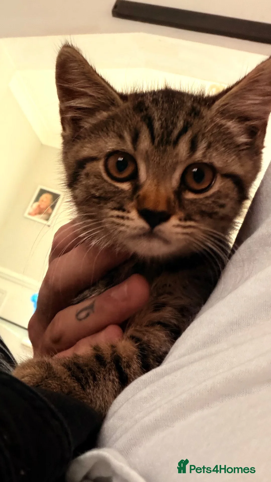 Mixed Breed cats for sale: 1/2 British blue kittens - Advert 2